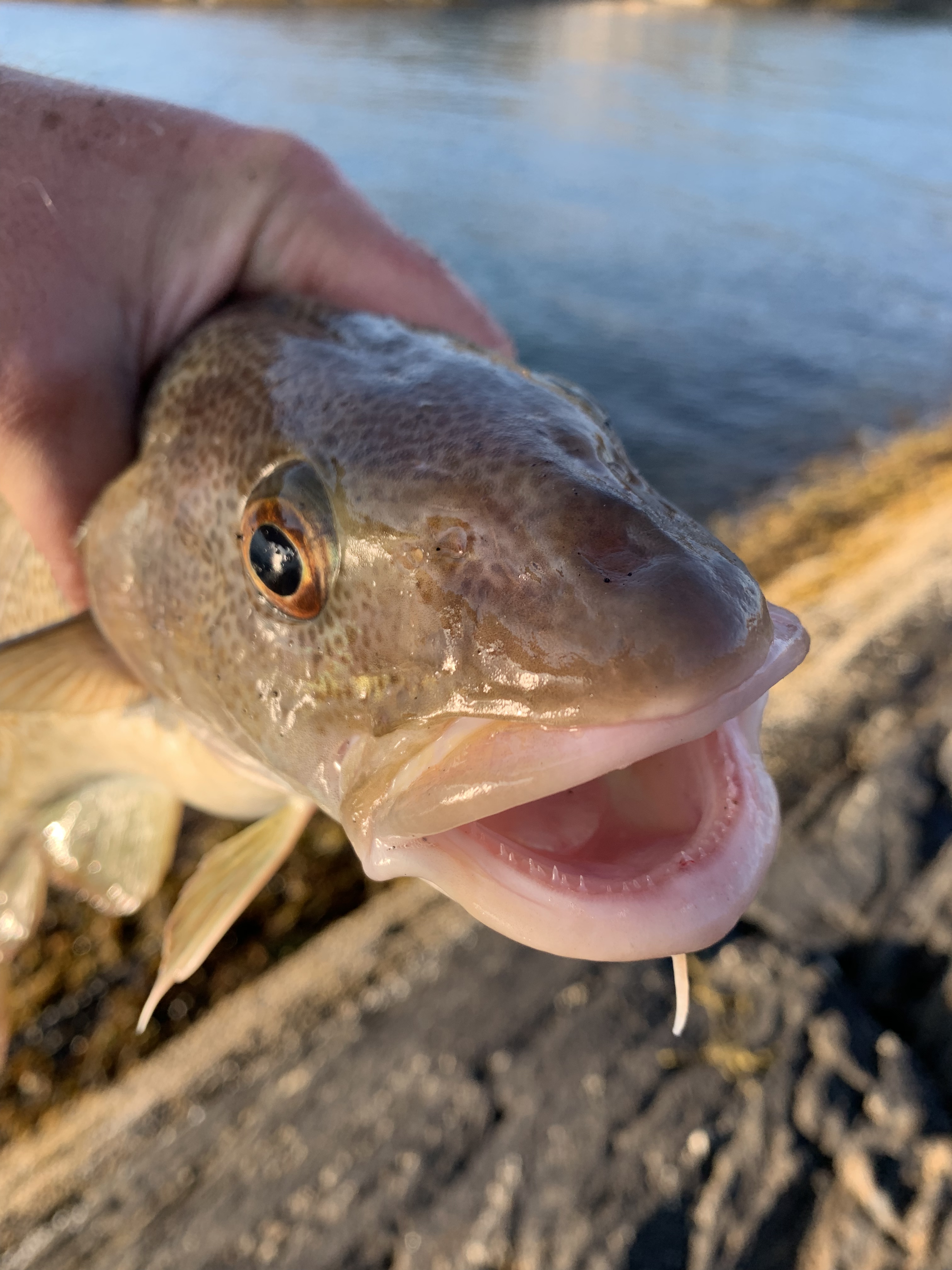 5C8826A5-DFDA-44F9-9651-7C98CA69B390